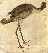 Stork PISANELLO